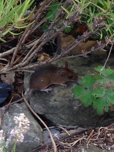20140704 Mouse near the patio