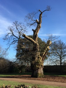 The famous oak tree in Greenwich Park
